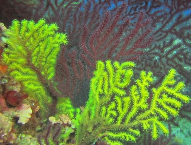  Diving at l'estartit 